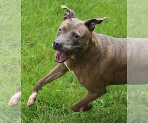 Pricilla - Female American Staffordshire Terrier-Unknown Mix Dog for Adoption - Photo #3