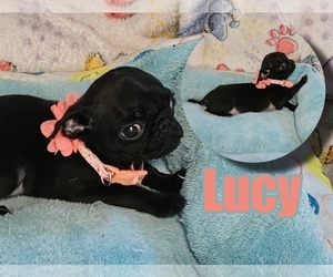 Pug Puppy for sale in BRIDGETOWN, OH, USA