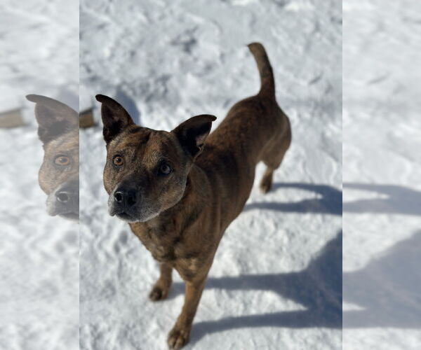 Medium Photo #1 Boxer-Mountain Cur Mix Puppy For Sale in Corning, AR, USA