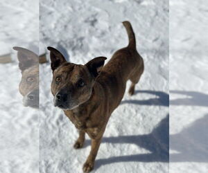 Boxer-Mountain Cur Mix Dogs for adoption in Corning, AR, USA