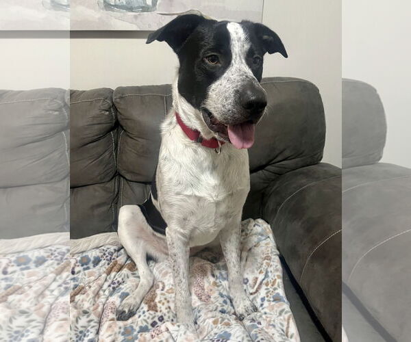 Medium Photo #1 Borador Puppy For Sale in Princeton, MN, USA