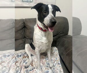 Borador Dogs for adoption in Princeton, MN, USA