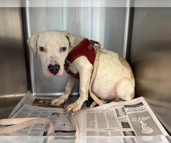 Medium Photo #1 American Staffordshire Terrier Puppy For Sale in San Antonio, TX, USA