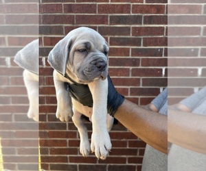 Cane Corso Puppy for sale in ALLEN, TX, USA