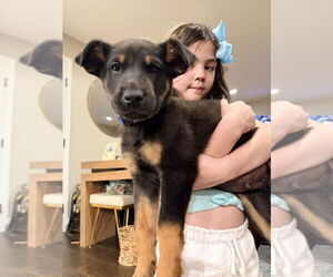 Mutt Dogs for adoption in Dana Point, CA, USA