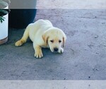 Puppy Navy Labrador Retriever