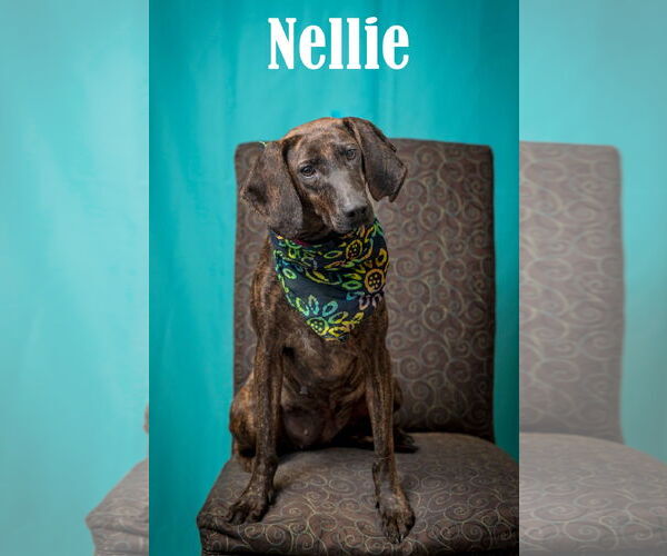 Medium Photo #1 Plott Hound-Unknown Mix Puppy For Sale in North Myrtle Beach, SC, USA