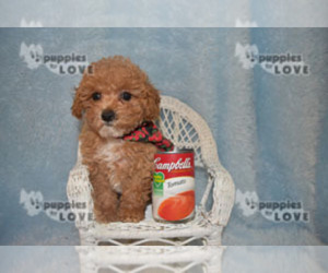 Poodle (Toy) Puppy for sale in SANGER, TX, USA