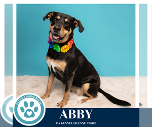 Abby (Mom to the Brindle Boos) 110423 - Female Labrador Retriever-Unknown Mix Dog for Adoption - Photo #12