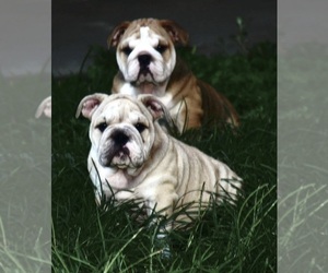 Bulldog Puppy for sale in BUNA, TX, USA