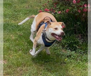 *Courtesy Post* Milo - Male Labrador Retriever-Unknown Mix Dog for Adoption - Photo #3