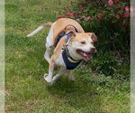 Small #2 Labrador Retriever Mix