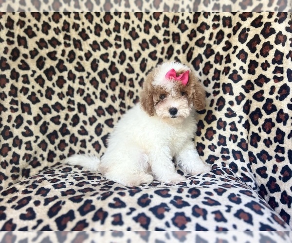 Medium Photo #2 Cock-A-Poo Puppy For Sale in LAKELAND, FL, USA