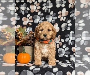 Cock-A-Poo Puppy for sale in NOTTINGHAM, PA, USA