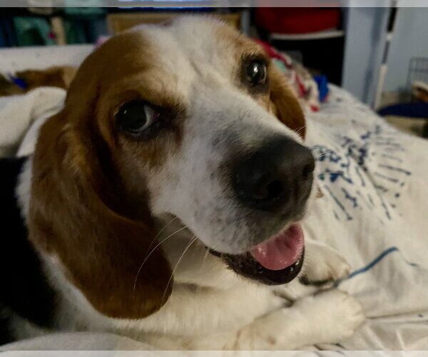 Medium Photo #6 Beagle Puppy For Sale in Chesapeake, VA, USA