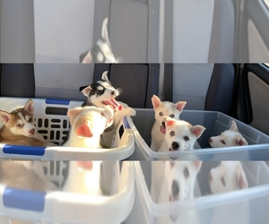 Siberian Husky Puppy for sale in HOUSTON, TX, USA