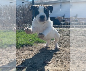 American Bully Puppy for Sale in BOWLING GREEN, Ohio USA