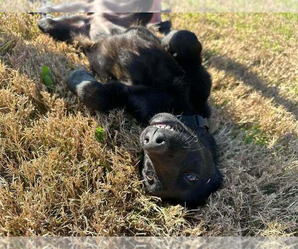 Medium Photo #4 Mutt Puppy For Sale in Imlay City, MI, USA