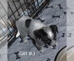 Small Photo #11 Australian Cattle Dog Puppy For Sale in LAURENS, SC, USA