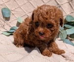 Small Photo #34 Cockapoo Puppy For Sale in GOSHEN, IN, USA