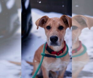 Great Dane-Unknown Mix Dogs for adoption in Plymouth, MN, USA