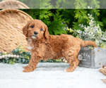 Puppy Tabby Cavapoo