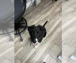 Border Collie-Unknown Mix Dogs for adoption in Redlands, CA, USA