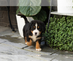 Small #3 Bernese Mountain Dog