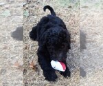 Small Photo #5 Sheepadoodle Puppy For Sale in DUNCAN, OK, USA