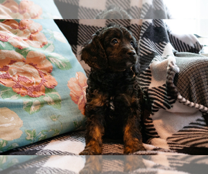 Cockapoo Puppy for sale in MORAVIA, NY, USA