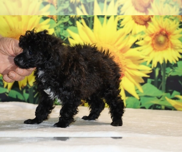 Medium Photo #30 Poodle (Toy) Puppy For Sale in DYERSBURG, TN, USA