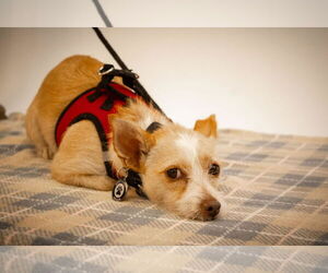 Border Terrier-Chihuahua Mix Dogs for adoption in Princeton, MN, USA