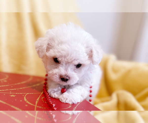 Medium Photo #1 Maltese Puppy For Sale in CHARLOTTE, NC, USA