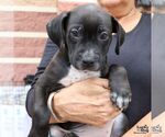 Small #2 Labrador Retriever Mix