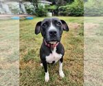 Small #1 Mutt
