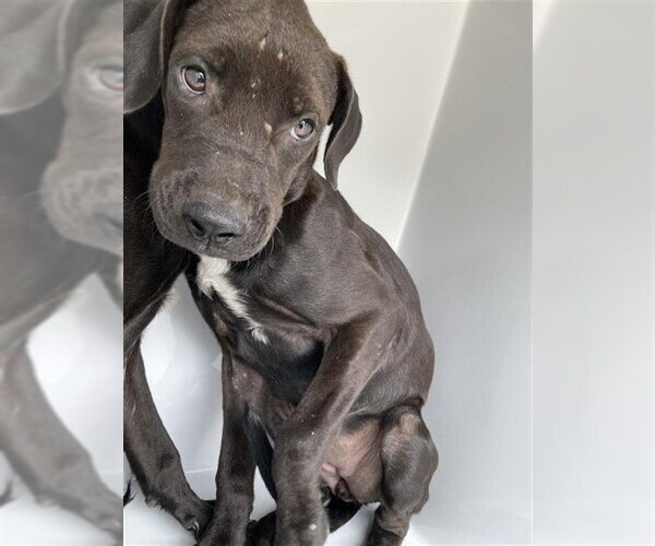 Medium Photo #1 Labrador Retriever-Unknown Mix Puppy For Sale in Houston, TX, USA
