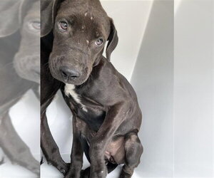 Labrador Retriever-Unknown Mix Dogs for adoption in Houston, TX, USA