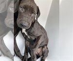 A663665 - Female Labrador Retriever-Unknown Mix Dog for Adoption - Small photo