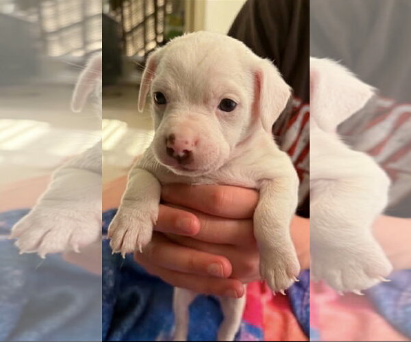 Medium Photo #1 Bullypit Puppy For Sale in Holly Springs, NC, USA