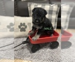 Small Photo #2 German Shepherd Dog Puppy For Sale in ALACHUA, FL, USA