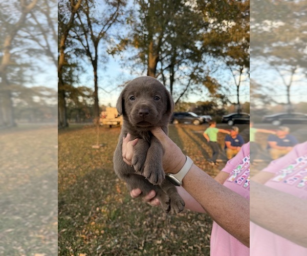 Medium Photo #1 Labrador Retriever Puppy For Sale in CULLMAN, AL, USA