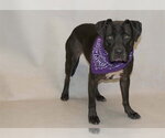 Small #1 Labrador Retriever