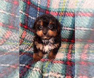 Poodle (Toy) Puppy for sale in Lexington, NC, USA