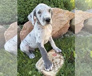 Great Dane Puppy for sale in MIDDLEBURY, IN, USA