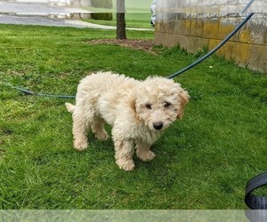 Goldendoodle-Poodle (Toy) Mix Puppy for sale in QUARRYVILLE, PA, USA