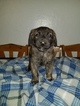 Small Photo #1 Golden Shepherd Puppy For Sale in WAUSEON, OH, USA