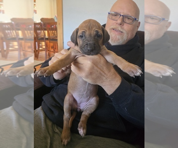 Medium Photo #2 Rhodesian Ridgeback Puppy For Sale in ALBA, TX, USA