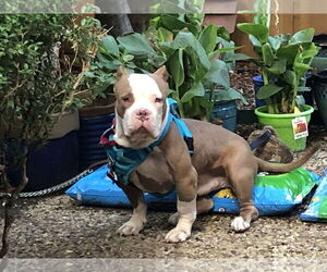 Brock GDP - Male American Staffordshire Terrier Dog for Adoption - Photo #3