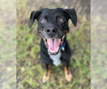 Small #1 Black and Tan Coonhound Mix