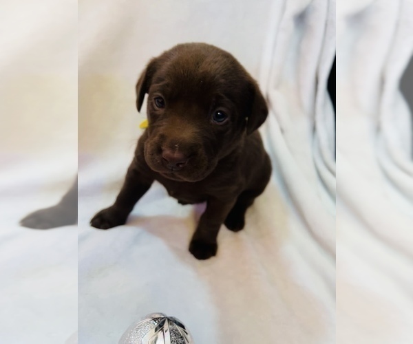 Medium Photo #3 Labrador Retriever Puppy For Sale in SALISBURY, MD, USA
